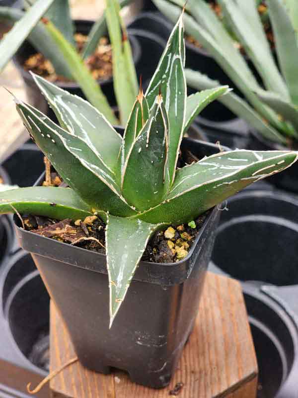 Popular Classic Round Queen Victoria Agave Plant (agave victoriae regina) - Image 7