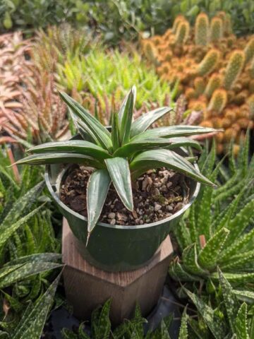 Popular Classic Round Queen Victoria Agave Plant (agave victoriae regina) - Image 10