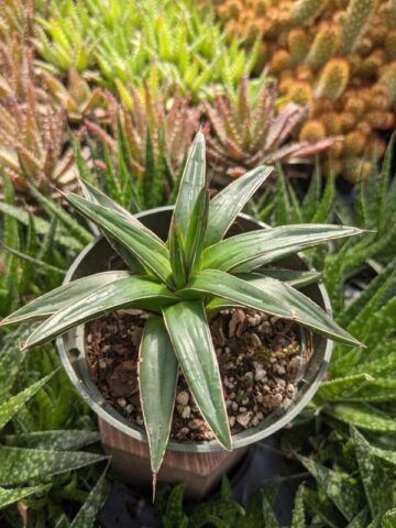Popular Classic Round Queen Victoria Agave Plant (agave victoriae regina) - Image 11