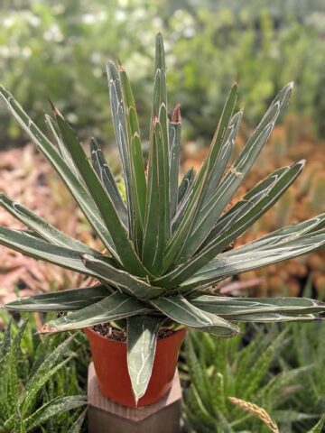 Popular Classic Round Queen Victoria Agave Plant (agave victoriae regina) - Image 8