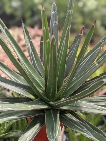 Popular Classic Round Queen Victoria Agave Plant (agave victoriae regina) - Image 9