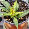 Lg. Aurea Marginata Variegated Queen Victoria Agave Plant (agave victoriae golden)