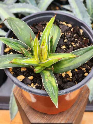 Lg. Aurea Marginata Variegated Queen Victoria Agave Plant (agave victoriae golden)