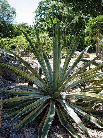 Lg. Variegated Arizona Star Soft Leaf Agave Plant (agave weberi)