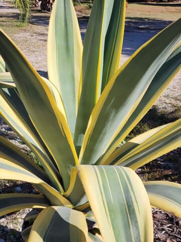 Lg. Variegated Arizona Star Soft Leaf Agave Plant (agave weberi) - Image 7