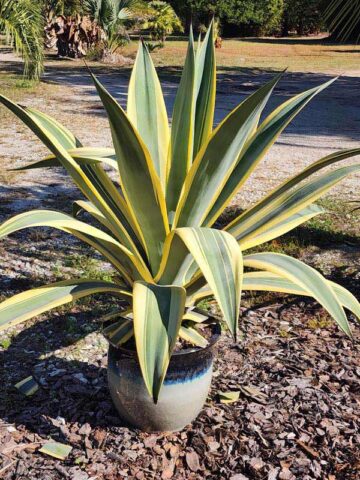 Lg. Variegated Arizona Star Soft Leaf Agave Plant (agave weberi) - Image 5