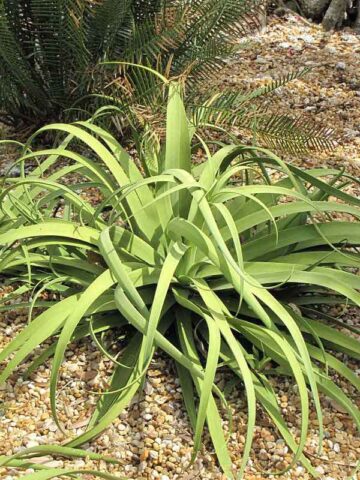 Lg. Medusa Agave Zuce Calamar Agave Plant (agave bracteosa)