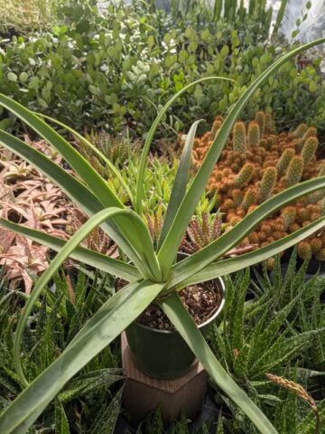 Lg. Medusa Agave Zuce Calamar Agave Plant (agave bracteosa) - Image 6