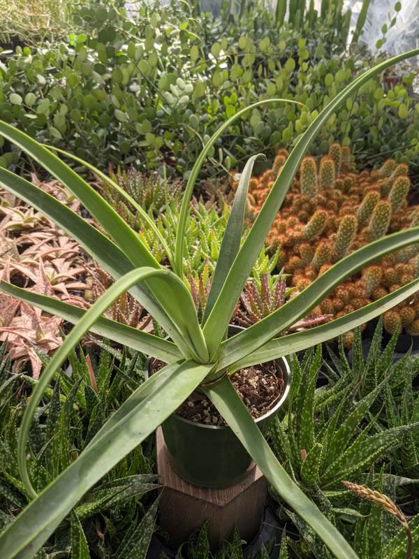 Lg. Medusa Agave Zuce Calamar Agave Plant (agave bracteosa) - Image 6