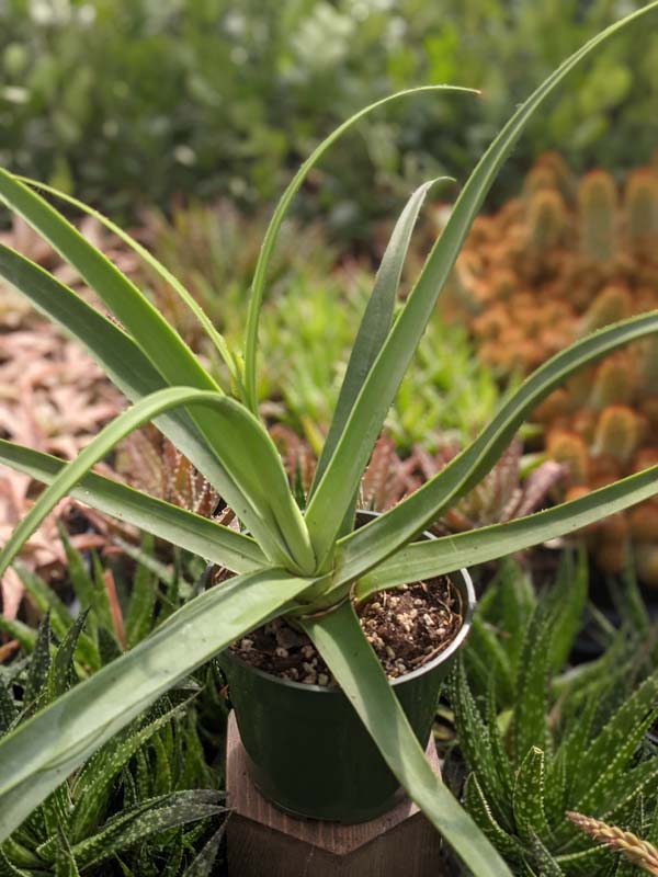Lg. Medusa Agave Zuce Calamar Agave Plant (agave bracteosa) - Image 3