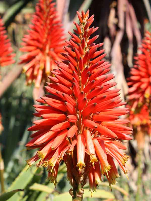 Lg. Elegant Candelabra Aloe Plant (aloe arborescens) - Image 5