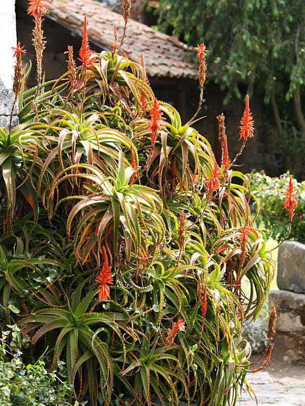 Lg. Elegant Candelabra Aloe Plant (aloe arborescens) - Image 4
