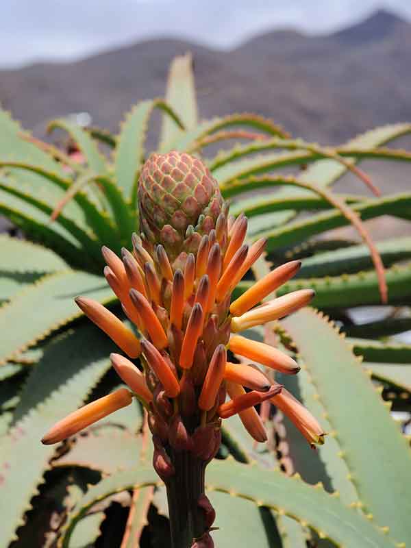 Lg. Elegant Candelabra Aloe Plant (aloe arborescens) - Image 3