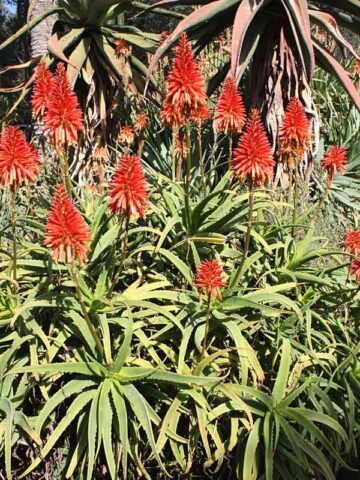 Lg. Elegant Candelabra Aloe Plant (aloe arborescens)