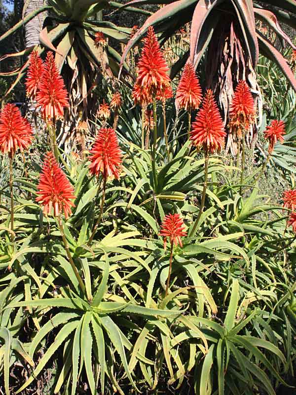 Lg. Elegant Candelabra Aloe Plant (aloe arborescens)