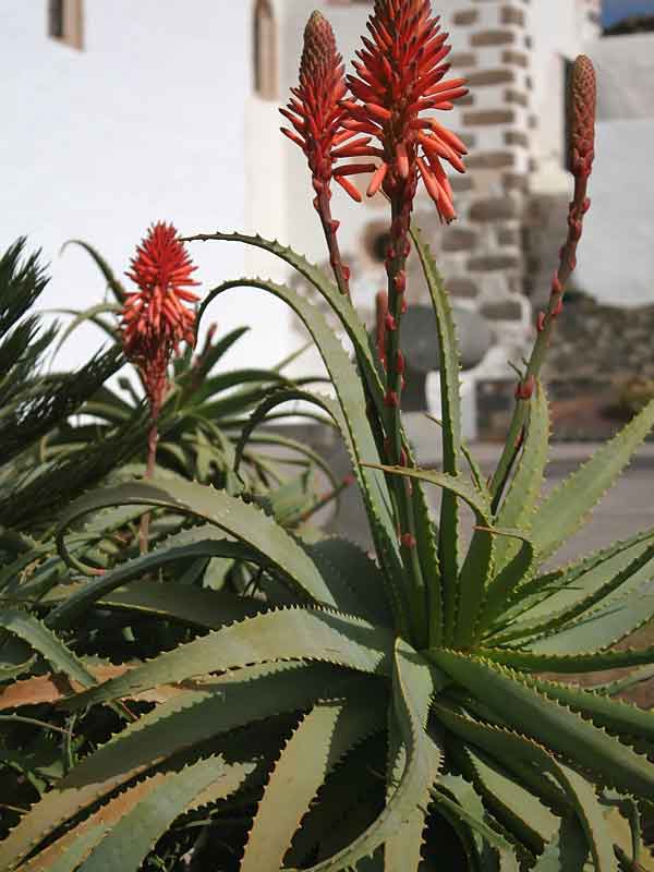 Lg. Elegant Candelabra Aloe Plant (aloe arborescens) - Image 2