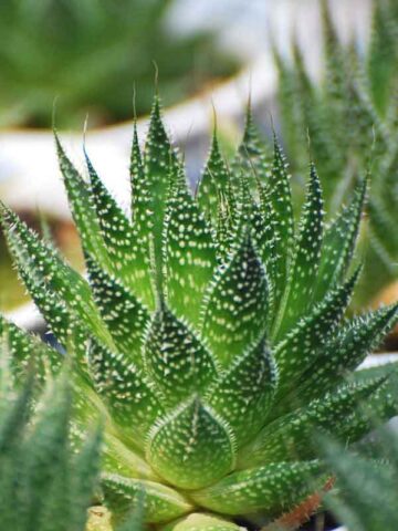 Aristocrat Lace Aloe Plant (aloe aristata)