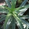 Lg. Rare Variegated Candelabra Aloe Plant (aloe arborescens var.)