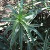 Lg. Rare Variegated Candelabra Aloe Plant (aloe arborescens var.)