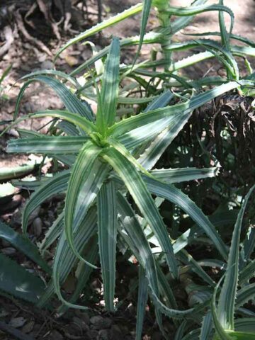 Lg. Rare Variegated Candelabra Aloe Plant (aloe arborescens var.)