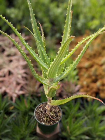 Lg. Rare Variegated Candelabra Aloe Plant (aloe arborescens var.) - Image 5