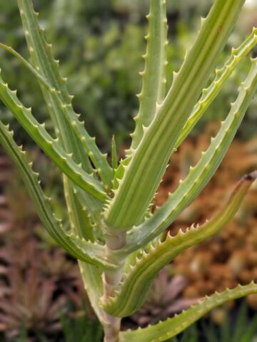 Lg. Rare Variegated Candelabra Aloe Plant (aloe arborescens var.) - Image 6
