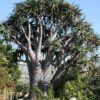 Lg. Unique Giant Tree Aloe Plant (aloe bainesii, barberae)