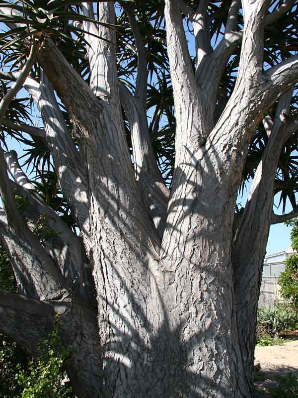 Lg. Unique Giant Tree Aloe Plant (aloe bainesii, barberae) - Image 2