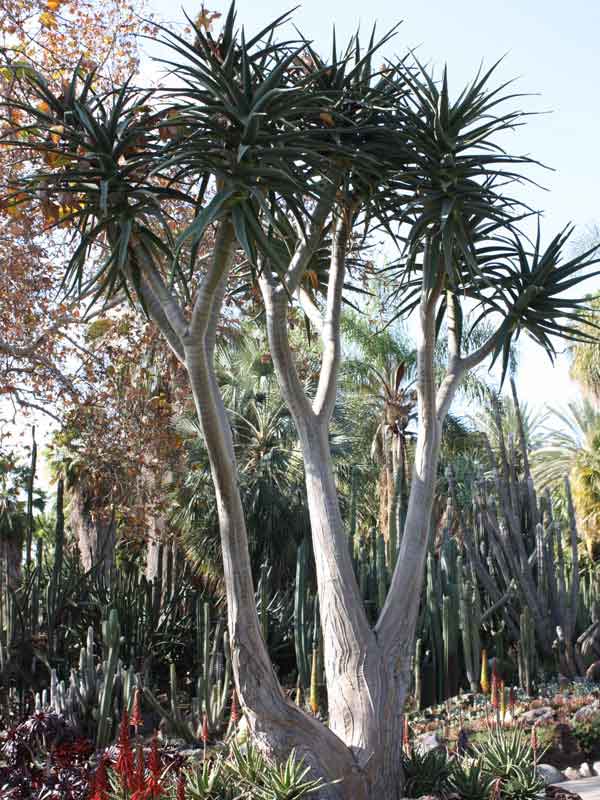 Lg. Unique Giant Tree Aloe Plant (aloe bainesii, barberae) - Image 3
