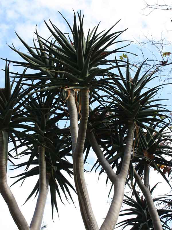 Lg. Unique Giant Tree Aloe Plant (aloe bainesii, barberae) - Image 5