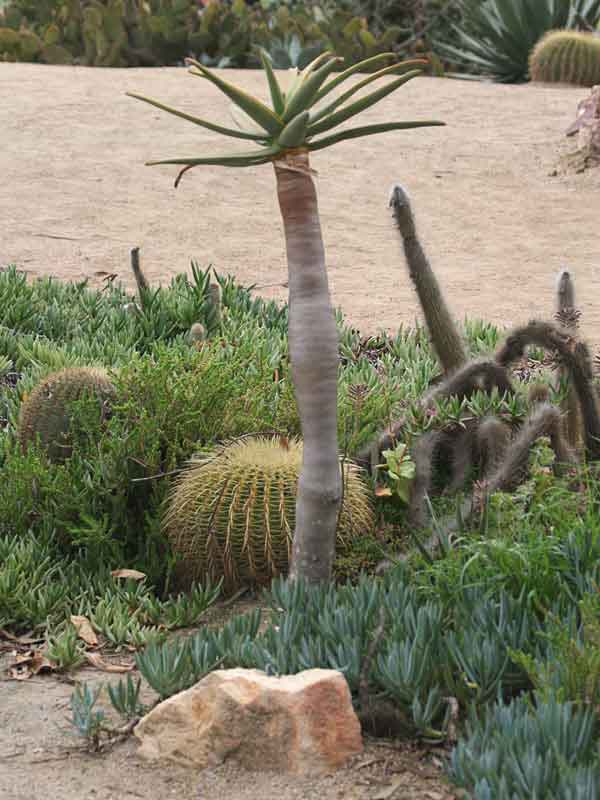 Lg. Unique Giant Tree Aloe Plant (aloe bainesii, barberae) - Image 8