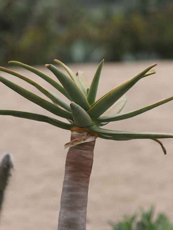 Lg. Unique Giant Tree Aloe Plant (aloe bainesii, barberae) - Image 7