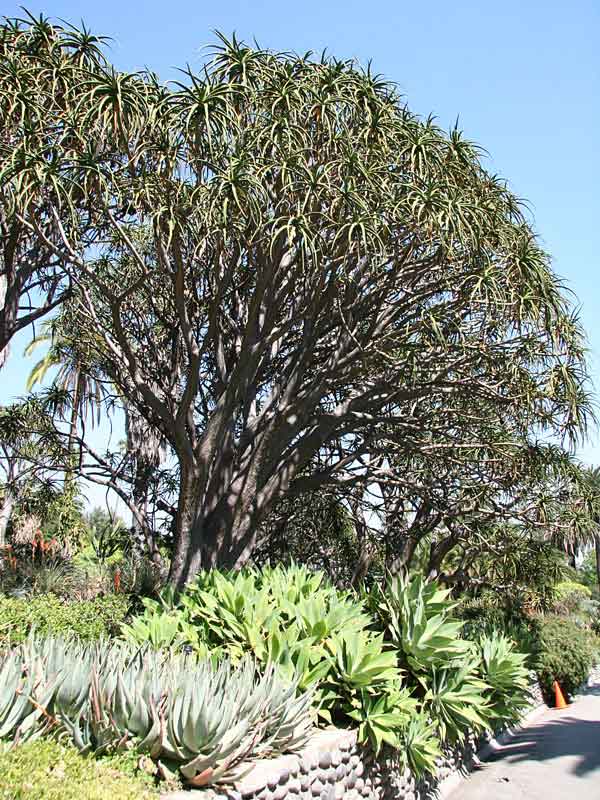Lg. Unique Giant Tree Aloe Plant (aloe bainesii, barberae) - Image 6
