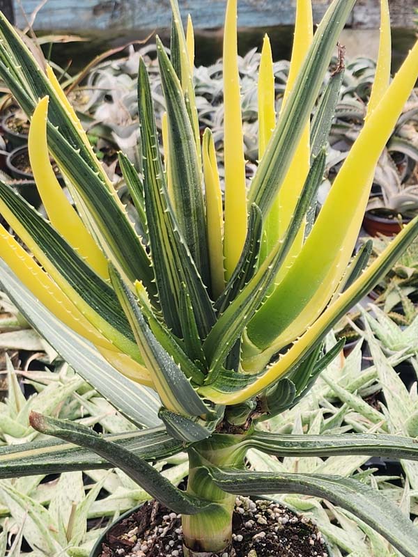 Variegated Hercules Tree Aloe (barberae x dichotoma)