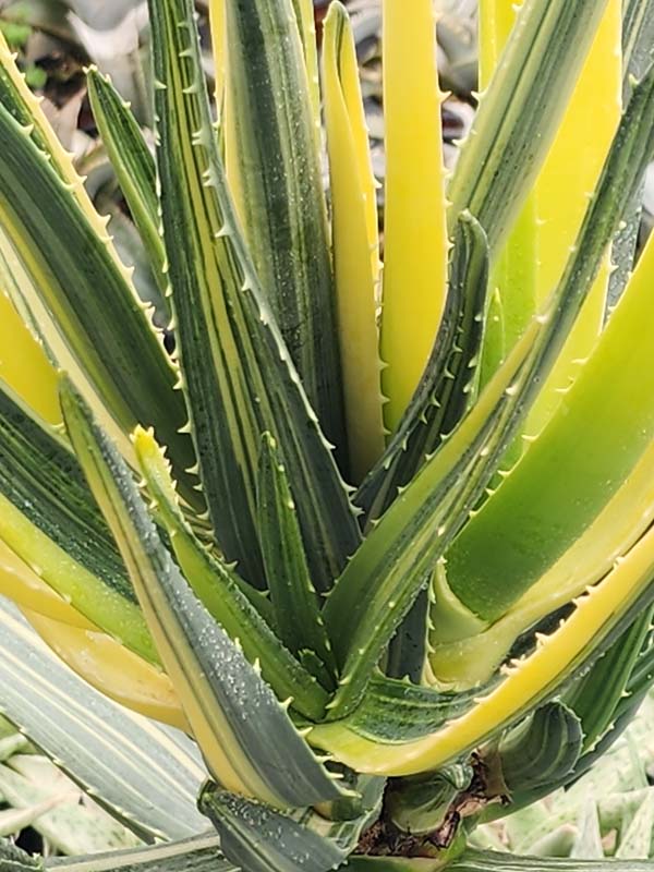 Variegated Hercules Tree Aloe (barberae x dichotoma) - Image 2