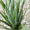 Bright Blue Elf Aloe Plant (aloe sp)
