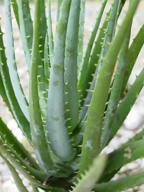 Bright Blue Elf Aloe Plant (aloe sp) - Image 3
