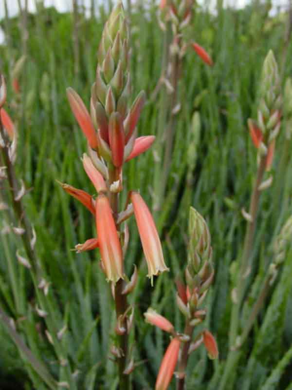 Bright Blue Elf Aloe Plant (aloe sp) - Image 2
