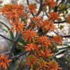 Gorgeous Nubian Aloe Plant (aloe camperi)