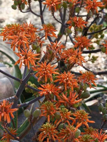 Gorgeous Nubian Aloe Plant (aloe camperi)