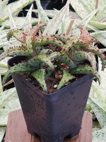 Creepy Crawler Aloe Plant (aloe castilloniae)