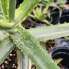 Lg. Super Rare Triumph Variegated Aloe Plant (aloe camperi)