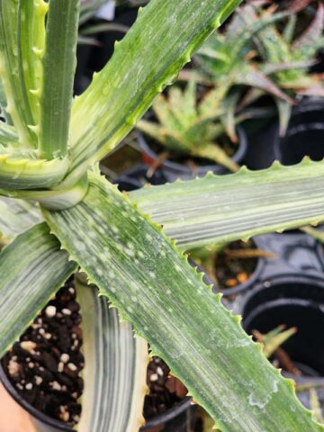 XL Super Rare Triumph Variegated Aloe Plant (aloe camperi)