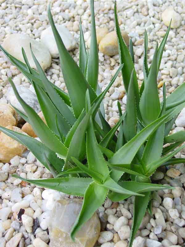Fast Climbing Jade Aloe Plant (aloe ciliaris) - Image 4