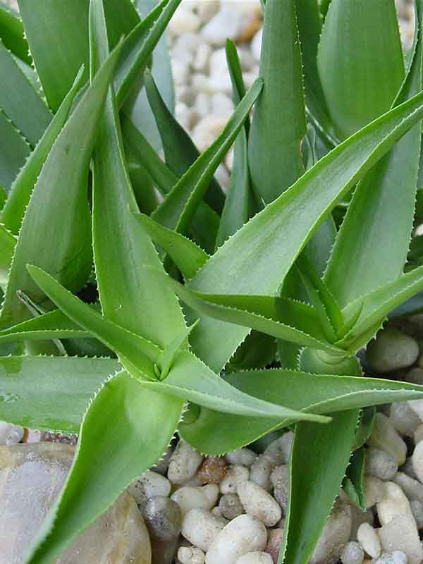 Fast Climbing Jade Aloe Plant (aloe ciliaris) - Image 3