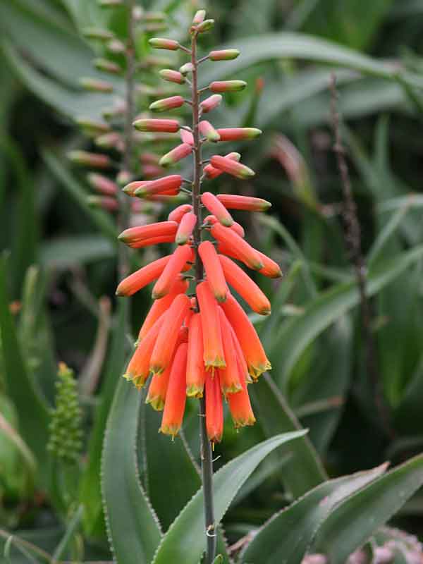 Fast Climbing Jade Aloe Plant (aloe ciliaris) - Image 2
