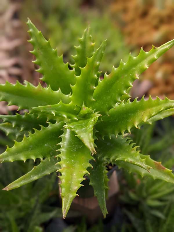 Popular Tiger Tooth Aloe Plant (aloe congolensis) - Image 4
