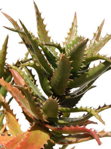 Popular Tiger Tooth Aloe Plant (aloe congolensis)