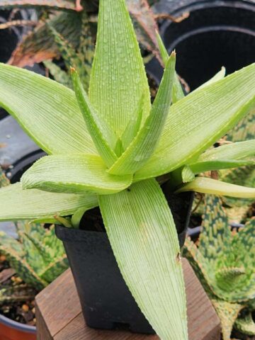 Stout Lemon Fallax Aloe (aloe deltoideodonta)