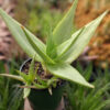 Stout Lemon Fallax Aloe (aloe deltoideodonta)